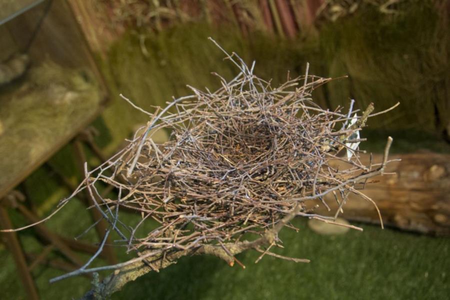 MOSTRA: Di nido in nido